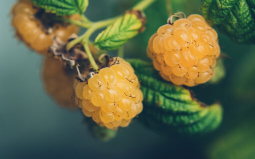 yellow raspberries