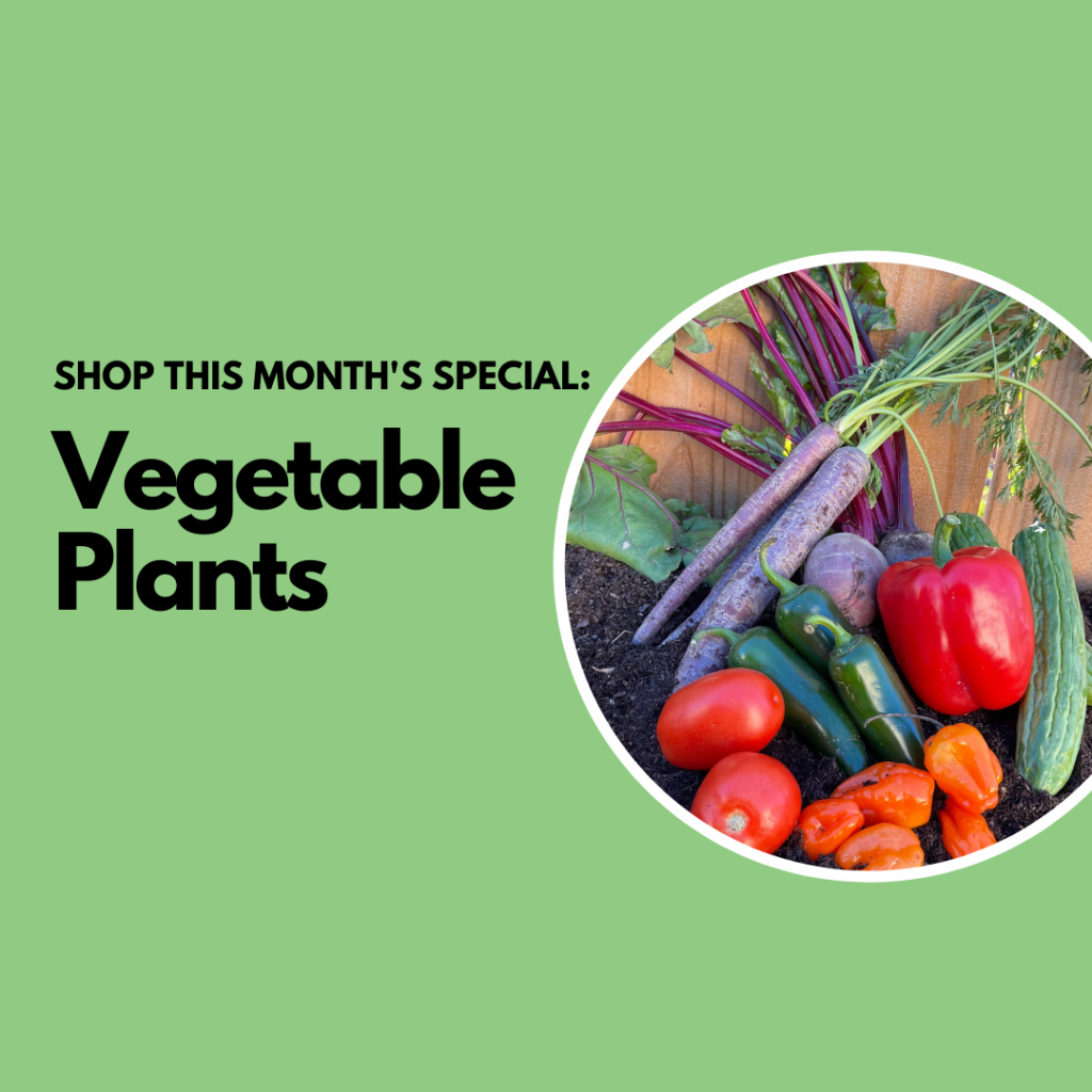 Featuring Vegetable Plants at Payless Nursery