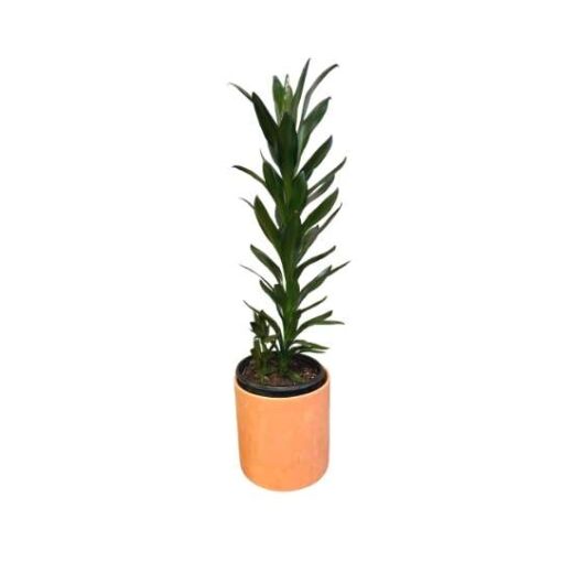 Brazilian Ti Plant (Cordyline Glauca)