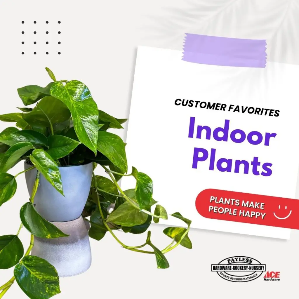 Indoor Houseplants - Customer Favorites- Plants make people happy