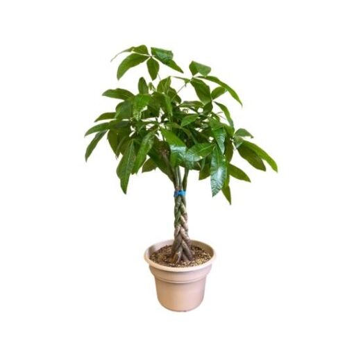 Money Tree Plant (Pachira aquatica)