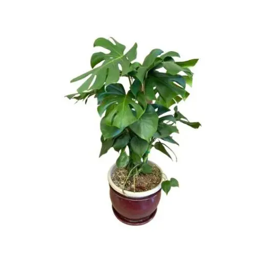 Swiss cheese plant