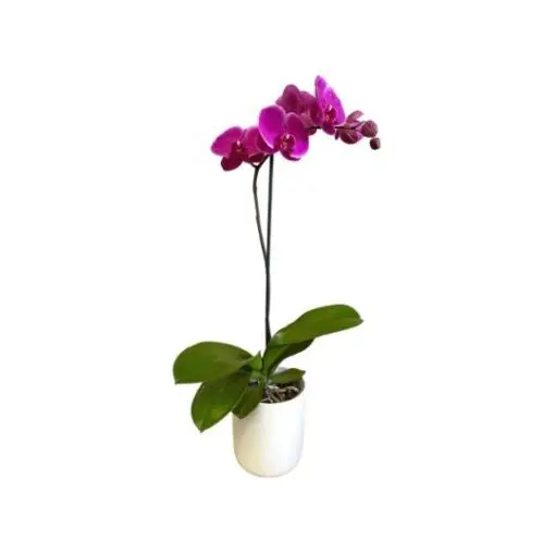 Orchid (Phalaenopsis)
