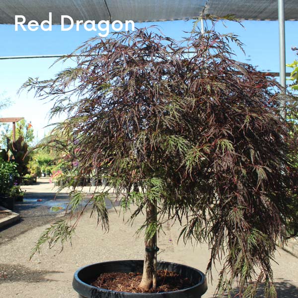 Red Dragon Japanese Maple Tree - Labelled