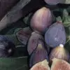 Black mission fig