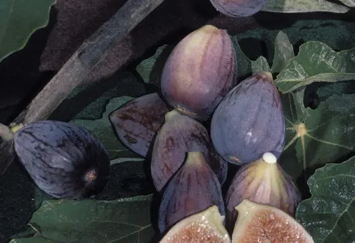 Black mission fig