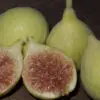 Excel fig