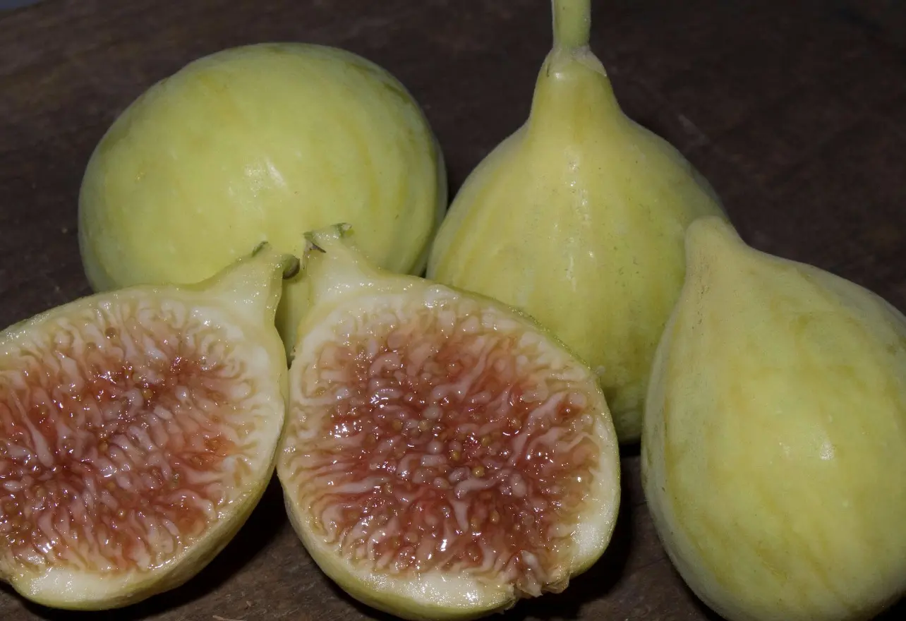 Excel fig