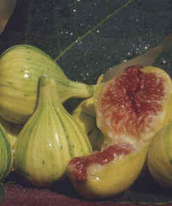 Panache fig