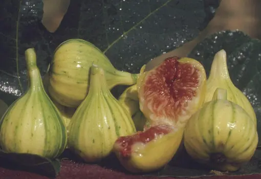Panache fig