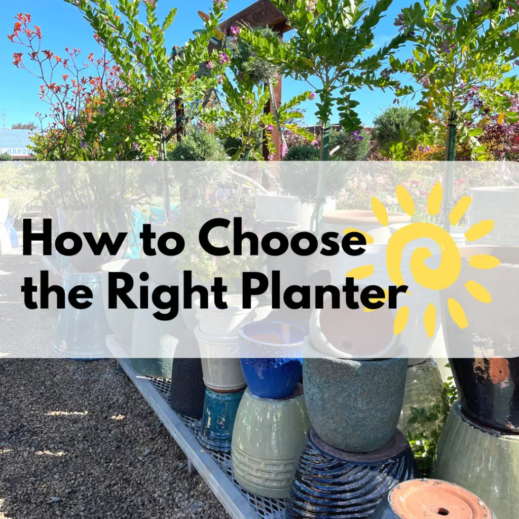 How to Choose the Right Planter for Your Plants at Payless Nursery BWP
