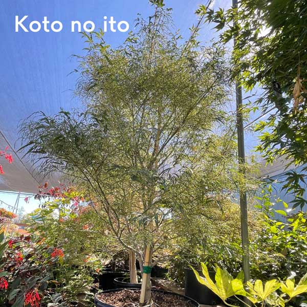 Koto no ito Japanese Maple Tree - Labelled