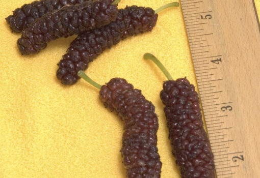 Pakistan mulberry