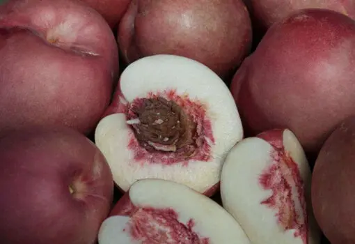 Spice zee nectaplum