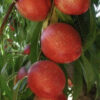 Arctic queen nectarine