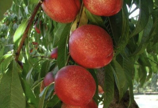 Arctic queen nectarine