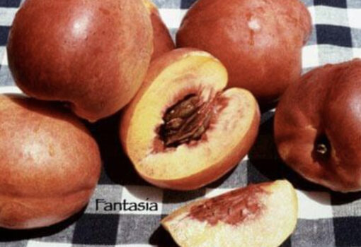 Fantasia nectarine