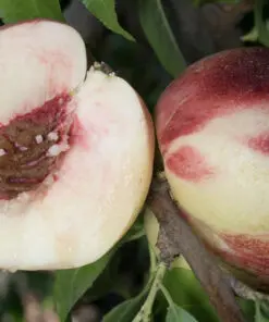 Heavenly white nectarine