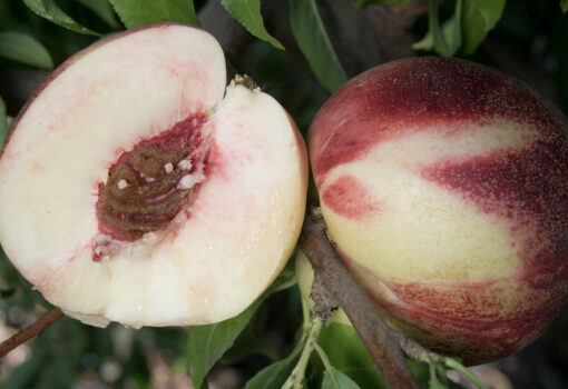 Heavenly white nectarine