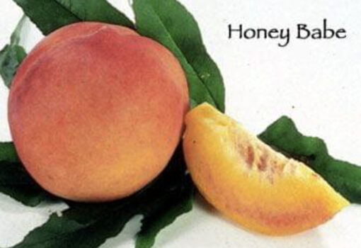 Honey Babe Peach