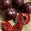 Burgundy plum