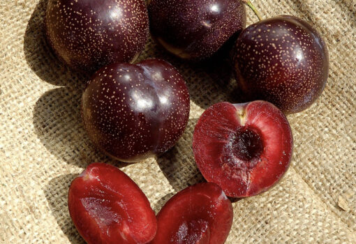 Burgundy plum