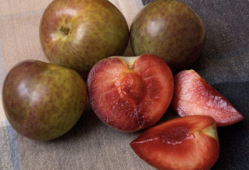 Flavor supreme pluot