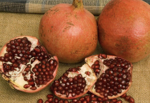 Kashmire pomegranate