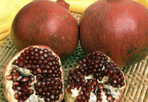 Sharp velvet pomegranate