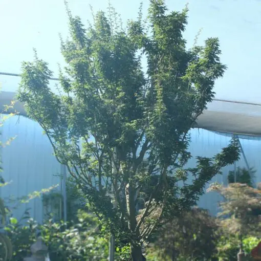 Shishigashira Lions Mane Japanese Maple Tree - Payless Hardware, Rockery, and Nursery