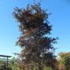 Suminogashi Japanese Maple Tree