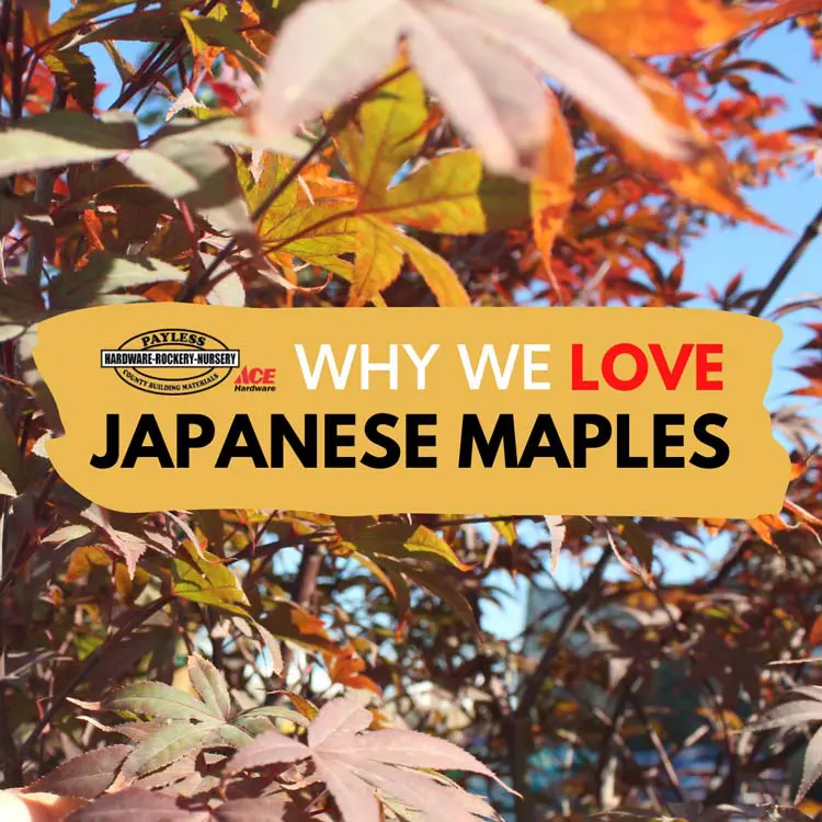Why We Love Japanese Maple Trees