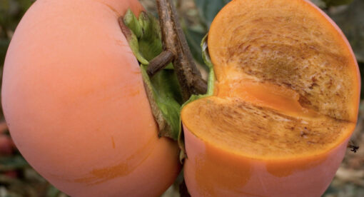 Coffeecake persimmon