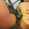 Giant Fuyu persimmon