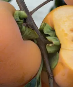 Giant Fuyu persimmon