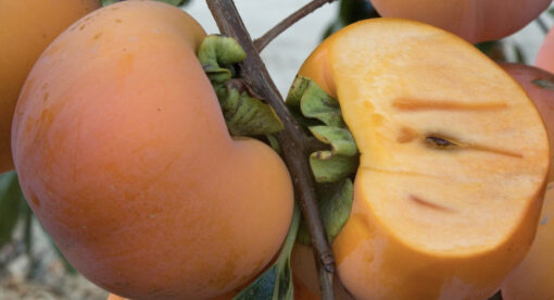 Giant Fuyu persimmon