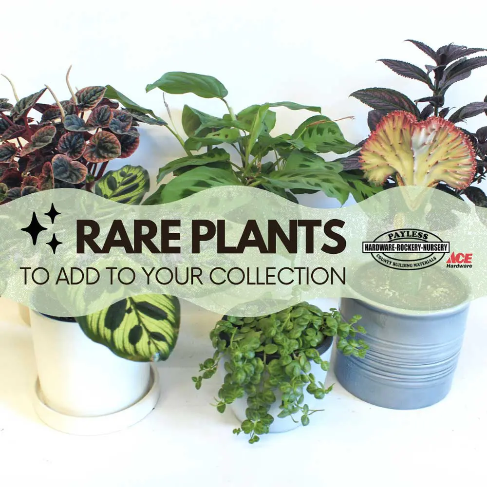 Rare Plants To Add To Your Collection