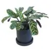 Calathea Burle
