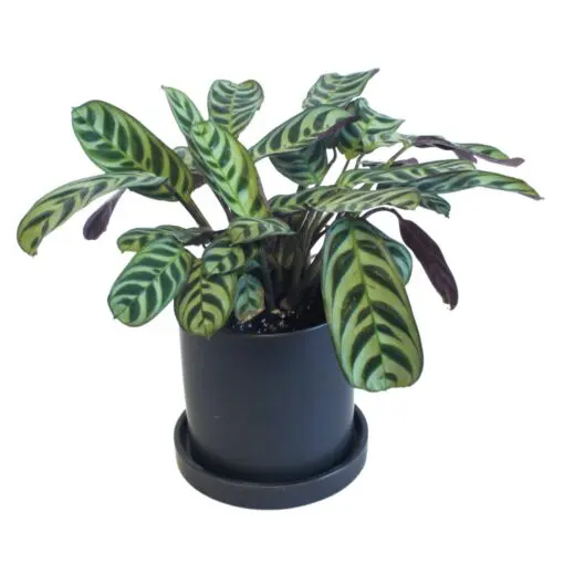 Calathea Burle