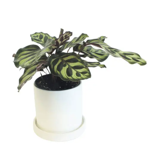 Calathea Makoyana