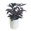 Persian Shield Strobilanthes dyerianus