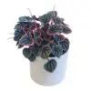 Ripple Peperomia Peperomia caperata