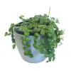 String of Turtles Succulent Peperomia prostrate