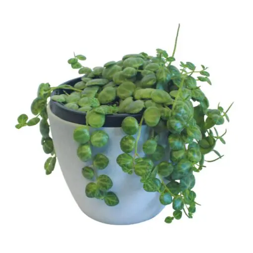 String of Turtles Succulent Peperomia prostrate
