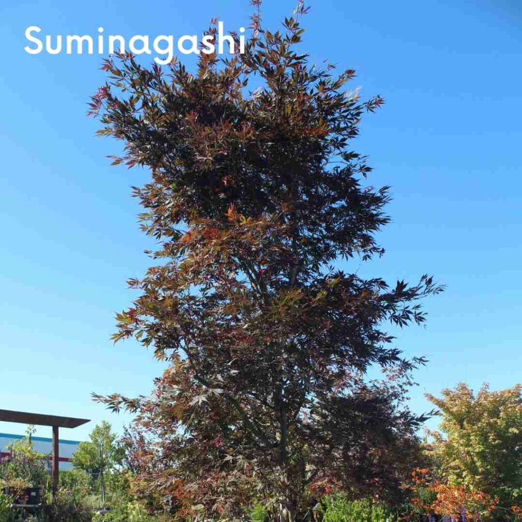 Suminagashi Japanese Maple Tree - Labelled 