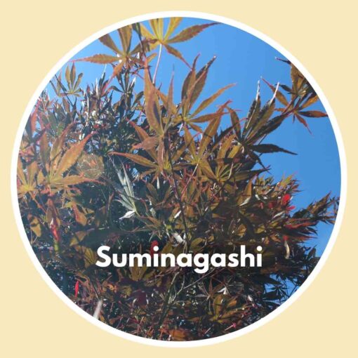 Suminagashi Japanese Maple Tree - close up