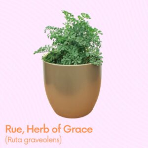 Rue Herb of Grace at Payless Hardware, Rockery and Nursery