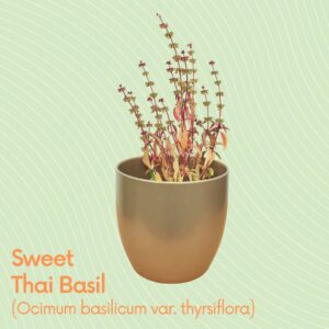 Sweet Thai Basil at Payless Hardware, Rockery and Nursery