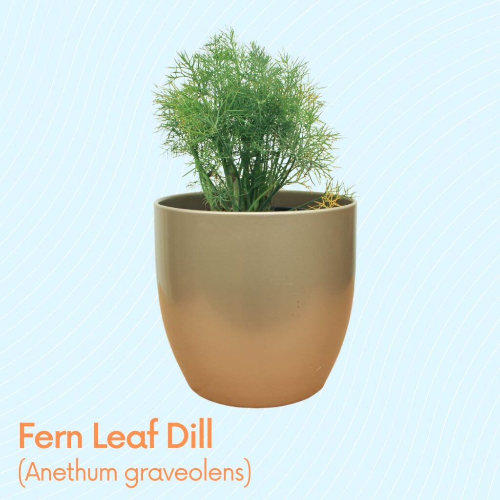 Fern Leaf Dill at Payless Hardware, Rockery and Nursery