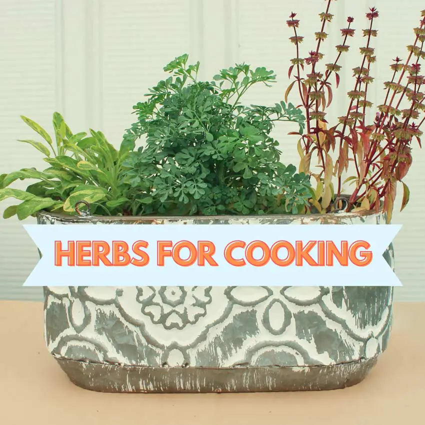 Herbs for Cooking: Grow Your Own Delicious Herb Garden at Home with Payless Hardware, Rockery and Nursery